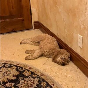 Meet your Posher, Thomas